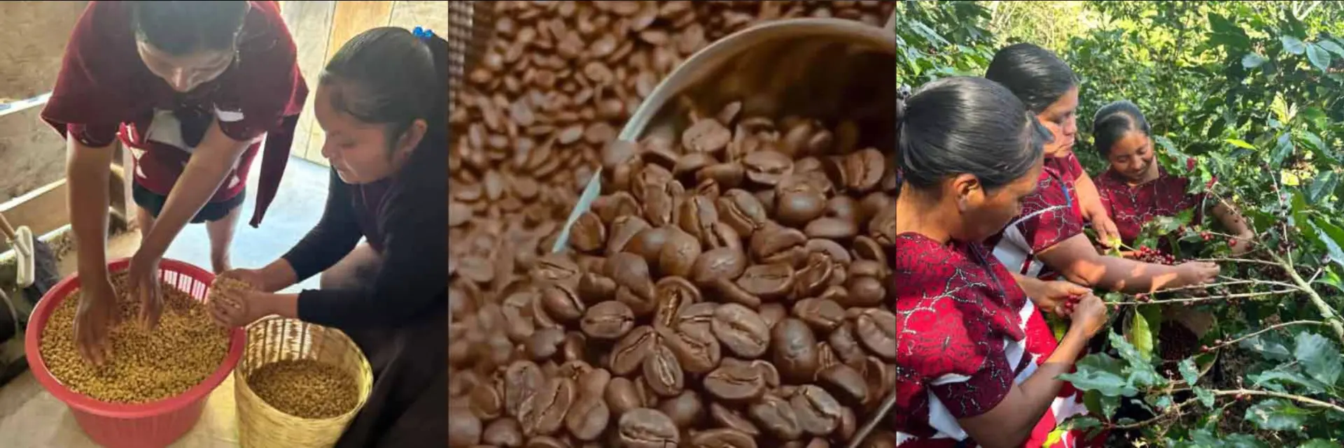 Proceso artesanal del café