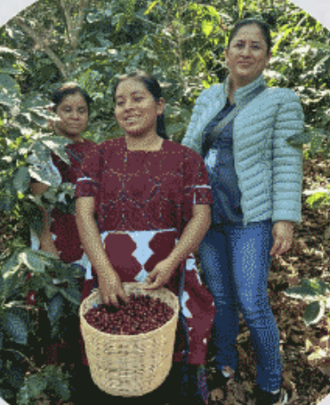 Productoras de Casa Yikeb con su cosecha de café